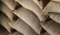 Grano verde de exportación