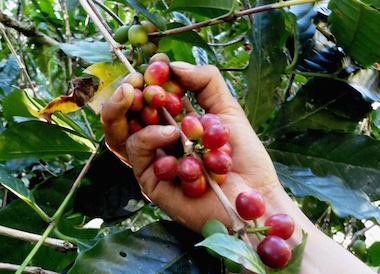 Granos de café zapoteco